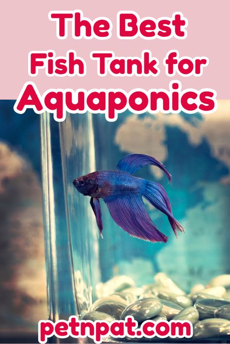 The Best Aquaponics Fish Tank – Eco Fish Tank With Plants On Top  #aquaponic #fish #fishtank #aquaponicfishtank #aquaponics #aquarium #pets #animals Aquaponics Indoor Fish Tanks, Aquaponics Diy Indoor Fish Tanks, Diy Aquaponics Fish Tank, Fish Tank With Plants, Aquaponics Fish Tank, Hydroponic Fish Tank, Fish Tank Aquaponics, Self Cleaning Fish Tank, Best Fish For Aquaponics