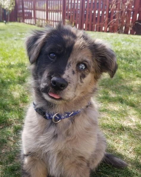 21 Golden Retriever Mixes (With Pictures) Golden Retriever Husky Mix Puppies, Cute Dog Mixes, Golden Retriever Husky Mix, Golden Retriever Mix Puppies, Golden Retriever Husky, Great Dane Mix, Dog Chain, Golden Retriever Mix, Two Faced