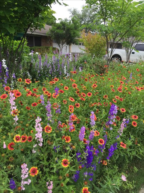 Wildflower Front Lawn, Micro Prairie Front Yard, Wildflower Garden Design, Wildflower Yard, Sustainable Yard, Garden Diy Hacks, Front Yard Flowers, California Wildflowers, Lawn Alternatives