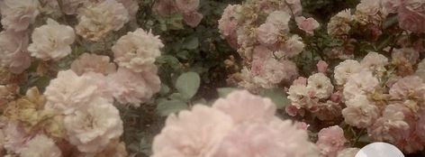 Flower Banner Twitter, Notion Cover Photos Aesthetic, Flower Widget Long, Floral Twitter Header, Flower Discord Banner, Pinterest Header Aesthetic, Aesthetic Long Widget, Hedar Twitter, Notion Banner Aesthetic