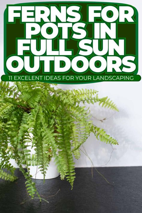 Ferns for Pots in Full Sun Outdoors: Creative Landscaping Ideas Elkhorn Fern, Water Ferns, Creative Landscaping, Types Of Ferns, Log Planter, Ferns Garden, Landscaping Inspiration, Garden Posts, Wooden Log