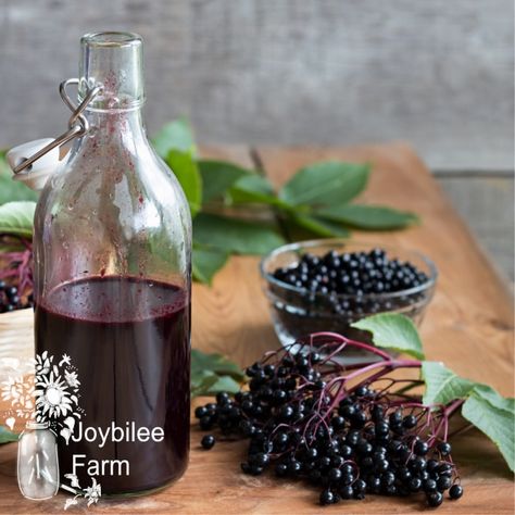 Easy Shelf Stable Elderberry Syrup Elderberry Syrup Benefits, Echinacea Tea Benefits, Elderberry Syrup Recipe, Elderberry Juice, Homemade Elderberry, Echinacea Benefits, Elderberry Recipes, Aronia Berries, Echinacea Tea