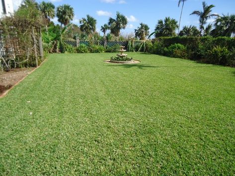 Bermuda Grass Seed, Seeding Lawn, Bermuda Grass, Growing Grass, Weeds In Lawn, Types Of Grass, Grasses Landscaping, How To Get Thick, Top Soil