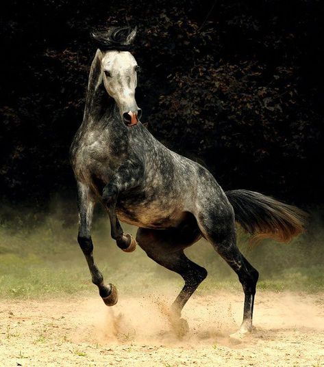 Impossible Pie, Horse Reference, Cai Sălbatici, Rasy Koni, Andalusian Horse, Grey Horse, Race Horses, Most Beautiful Animals, Majestic Horse