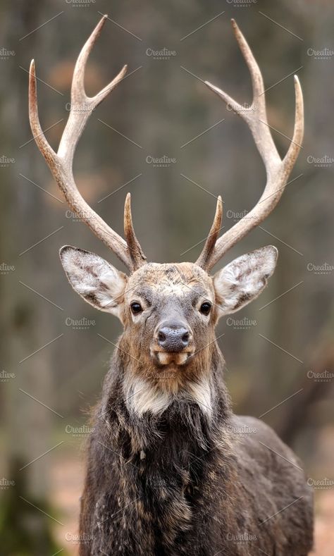 Sika deer buck Dear Antlers, Big Deer, Deer Drawing, Deer Horns, Deer Forest, Photo Animaliere, Forest Wood, Deer Horn, Deer Art