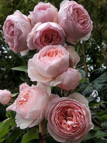 Rose : Heritage | By David Austin (UK). Taken in my garden, … | Flickr Ranunculus, Peonies, Types Of Roses, David Austin, English Rose, Rose Art, Autumn Garden, My Love, Austin