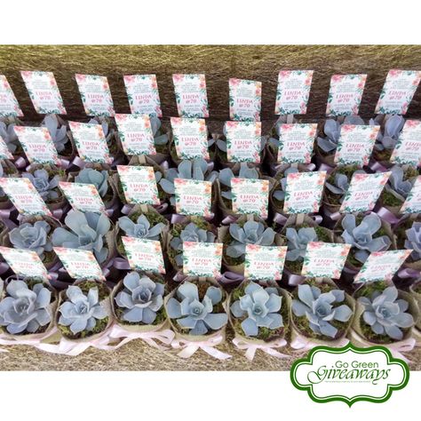 Echeveria Lilacina Succulents 70th Birthday Giveaways Birthday Giveaways, 70th Birthday, Go Green, Party Ideas, Stone, Outdoor Decor, Birthday, Green