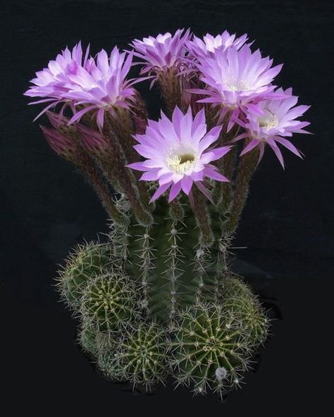 Easter Lilly, Flower Cactus, Cactus Planta, Blooming Cactus, Cactus Blossoms, Desert Flowers, Cactus Flowers, Succulent Terrarium, Desert Plants