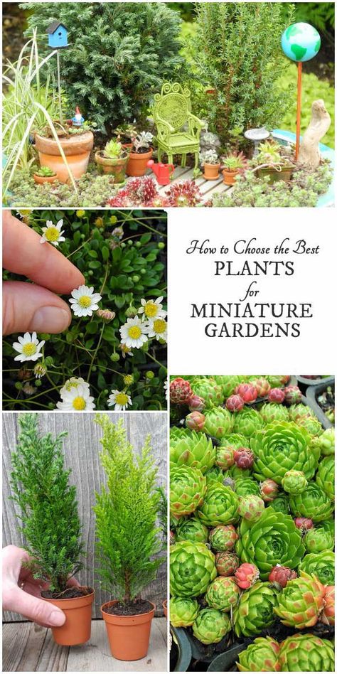 Want to create a miniature garden with living plants? This guide by expert Janit Calvo has all the information and resources you need to get started. Find out about the best plant choices, and how to plan your garden and accessories for a creative and enchanting living work of art. Fairy Garden Plants, Fairy Garden Designs, Miniature Gardens, Plants To Grow, Faeries Gardens, Mini Fairy Garden, Best Plants, Garden Terrarium, Fairy Garden Houses