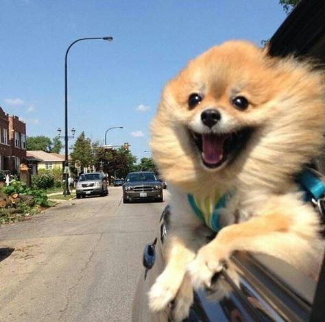 16 Things All Pomeranian Owners Must Never Forget Love My Dog, Funny Animal Memes, Happy Dogs, 귀여운 동물, Animal Memes, Mans Best Friend, Bmw E46, Bmw M5, The Window