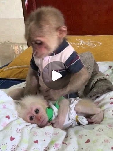 Pet Monkey Cute, Baby Monkeys Cutest, Baby Monkey For Sale, Pet Monkey For Sale, Baby Monkey Videos, Funny Monkey Videos, Bibi Monkey, Monkey Funny Videos, Monkey Smiling