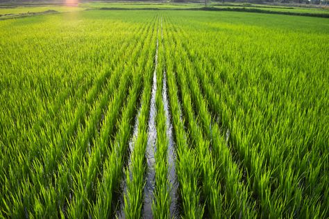 An Electrifying Way to Make Rice Farming Greener - Modern Farmer Rice Farm, Rice Farming, Rice Plant, Architecture Design Presentation, Sustainable Food Systems, Modern Farmer, African Paintings, Plant Nutrients, Roof Architecture