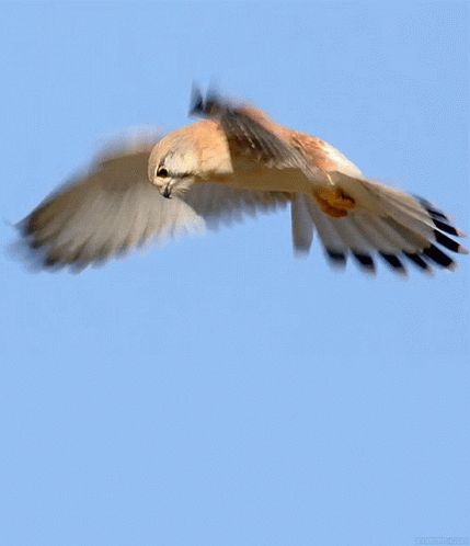 Falcon Flying GIF - Falcon Flying Flapping - Discover & Share GIFs Vogel Gif, Fly Gif, Gif Ideas, Bird Flying, Bird Gif, Kestrel, Animation Reference, 2d Animation, Birds Of Prey