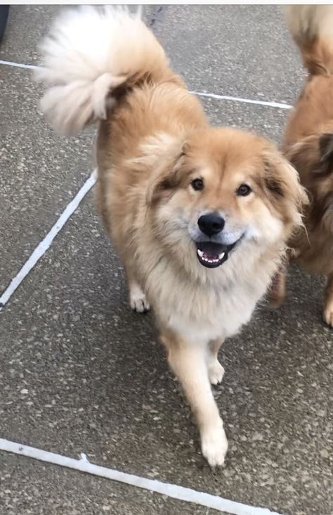 Chow Chow Mix, Golden Retriever Mix, Collie Mix, Dog Mixes, Pretty Dogs, Save Animals, Dog Rescue, Mixed Breed, Family Dogs