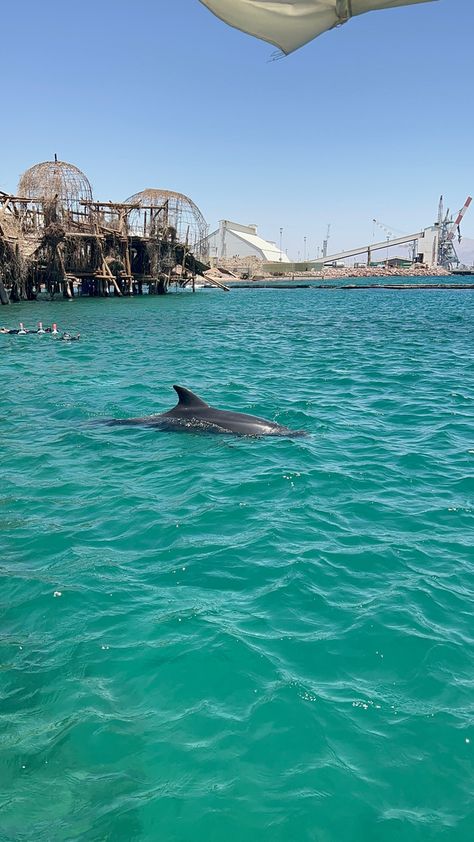 Pic i took of a dolphin in Eilat Places Worth Visiting, Aesthetic Places, Eilat, A Dolphin, Europe Trip, Aesthetic Pics, Summer 24, Photos Ideas, Past Life