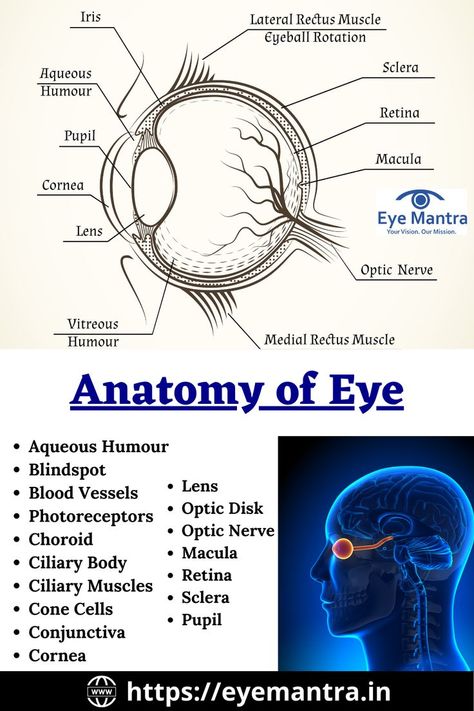 what are the parts of eye | eye parts  | anatomy of eye | anatomy of the eyeball | anatomy of eyelid | anatomy of eye labeled | anatomy of the eye socket | anatomy of eyeglasses  | anatomy of the eye diagram | 
anatomy of eyebrow | anatomy of eye muscles | anatomy of the eye coloring Eye Drawing Anatomy, Eye Diagram Anatomy, Structure Of Eye, Parts Of The Eyes, Anatomy Of Eye, The Eye Anatomy, Diagram Of The Eye, Eyeball Anatomy, Eyes Facts