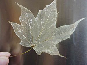 How To Make A Leaf Skeleton, Diy Leaf Crafts, How To Make Skeleton Leaves, Leaf Skeleton Diy, How To Dry Leaves, Leaf Skeleton Art, Preserving Leaves, معطر جو, Dry Leaf Art