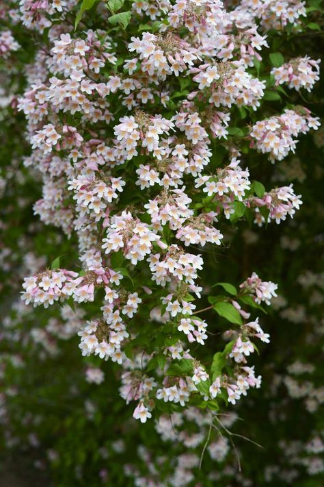 16 Best Fast-Growing Shrubs And Bushes For The South French Hydrangea, Beauty Bush, Lavender Varieties, Fast Growing Shrubs, Shrubs For Privacy, Bigleaf Hydrangea, Viburnum Opulus, Twig Dogwood, Southern Living Plants