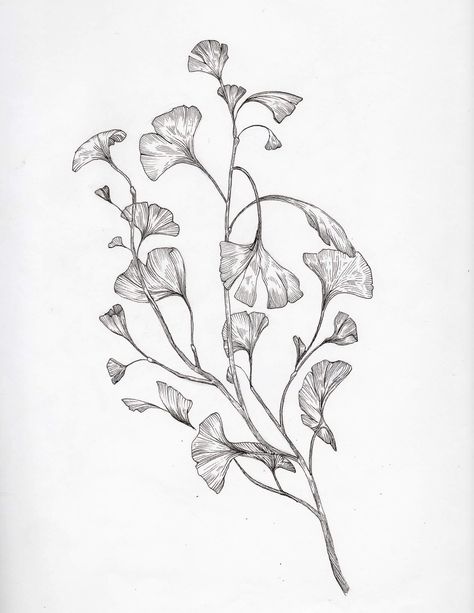 Ginko Branch Ginkgo Tattoo, Ginkgo Branch, Botanisches Tattoo, Outline Flowers, Botanical Tattoo Design, R Drawing, Branch Drawing, Branch Tattoo, Mushroom Tattoos