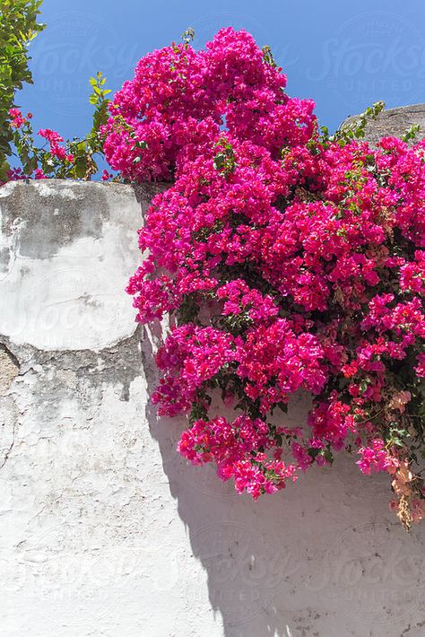 Bougainvillea against a white wall in Portugal // by Luca Pierro Nature Aesthetic Pictures, Winter Flowering Plants, Flora Flowers, Flower Nail Designs, Hand Embroidery Patterns Flowers, Paper Background Texture, Mia 3, Flower Background Wallpaper, Climbing Roses