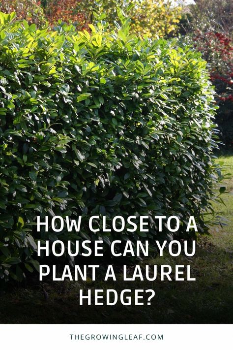 🌳 How Close Can You Plant a Laurel Hedge to Your House? Find out the recommended distance and why it's essential to keep your laurel hedge at a safe distance from your property. 🏡 Learn how laurel roots and branches can cause damage to structures, and how their blooms can attract insects. 🚧 Discover tips for growing a laurel hedge in small gardens without compromising safety. #GardeningTips #LaurelHedge #HomeGarden Bay Leaf Hedge, Laurel Privacy Hedge, Cherry Laurel Landscaping, Skip Cherry Laurel Hedge, Laurel Plant Evergreen Shrubs, Front Hedge Ideas, Laurel Hedge Front Garden, Bay Laurel Hedge, Portugese Laurel Hedge