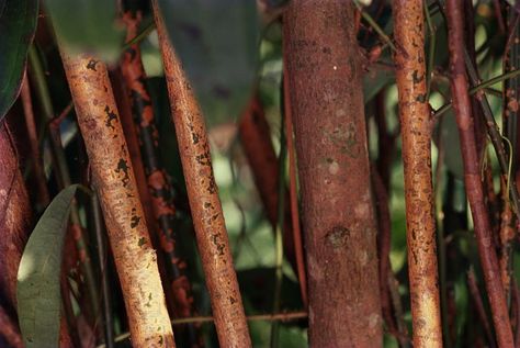 Cinnamon Plant, Cassia Cinnamon, Skin Scrub, Ceylon Cinnamon, Cinnamon Bark, Room With Plants, Cinnamon Buns, Growing Indoors, Growing Tree