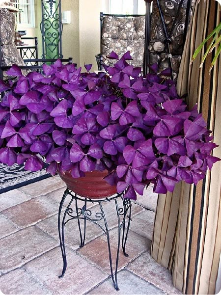 Purple Shamrock, Oxalis Triangularis, Purple Clover, Pretty Plant, Purple Stuff, نباتات منزلية, Blooming Cactus, Inside Plants, Shade Plants