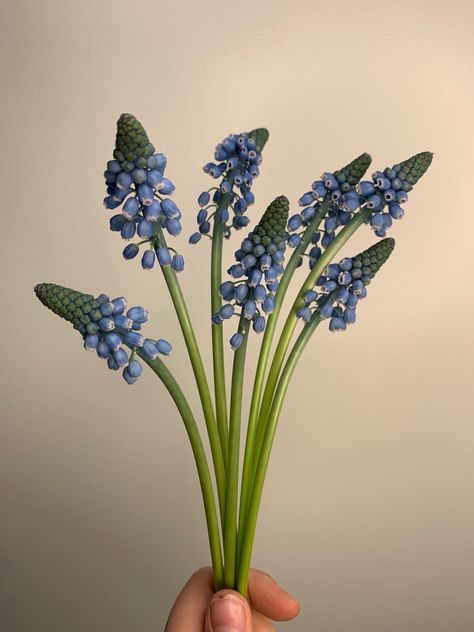 Blue Grape Hyacinth, Grape Hyacinth Aesthetic, Muscari Tattoo, Hyancith Flower Aesthetic, Grape Hyacinth Tattoo, Hyacinth Tattoo, Botanical Sleeve, Hyacinth Bouquet, Blue Hyacinth