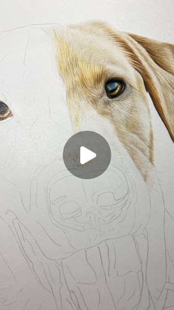 Natalie Grace Art on Instagram: "The beginning of the second commission I did at Christmas. I find I always start each new portrait with the eyes, and they're always my favourite bit of the drawing! 
 
Which bit do you start with on your drawings? Let me know in the comments! 👇
.
.
.
.
.
#petportrait #petportraitartist #petportraitcommission #commissionart #commissionartist #petportraitdrawing #dogdrawing #dogportrait #dogportraitartist #labrador #labradorlovers #labradordrawing #colouredpencils #colouredpencildrawing #colouredpencilart #colouredpencilartist #dogart #christmascommission #drawingtimelapse #timelapseart #nataliegraceart #natgraceart" Grace Art, Coloured Pencils, Color Pencil Art, Dog Drawing, Commission Art, Portrait Artist, Dog Portraits, Portrait Drawing, Dog Art