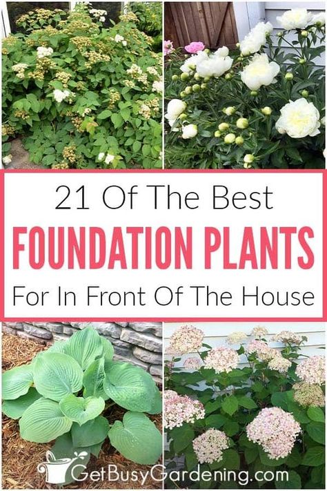 Flowers Along House, Hearty Plants For Landscaping, Low Sun Plants Outdoor, Front Yard Plants Curb Appeal, Front Garden Plants, Perinneals Full Sun, Afternoon Sun Plants Front Yards, Full Sun Shrubs Front Yards, Plants For North Side Of House