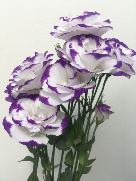 Purple Lisianthus, White Lisianthus, Flower Varieties, Purple Tips, Purple And White Flowers, Crochet Wedding, Flower Names, Beautiful Flowers Pictures, Elegant Flowers