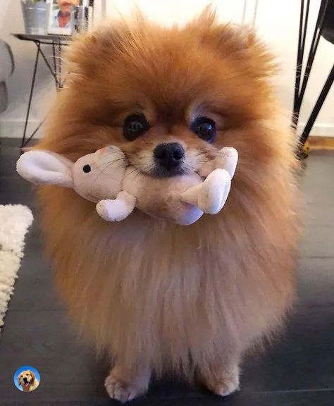 14 Cute Pomeranians With Their Favorite Toys | PetPress Cute Pomerian Dogs, Funny Pomeranian Pictures, Funny Dog Pictures Faces, Pomarainian Dogs, Pomerian Dogs, Anjing Poodle, Dogs Pomeranian, Dogs Pictures, Pom Dog