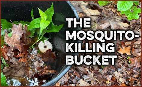 Say goodbye to pesky mosquitoes with the incredible mosquito bucket. A simple and effective solution to reduce the mosquito population around your property. Kill Mosquito Larvae, Mounting A Horse, Best Riddles For Kids, Mosquito Dunks, Mosquito Larvae, Military Workout, Natural Bug Repellent, Kill Mosquitos, Mosquito Control