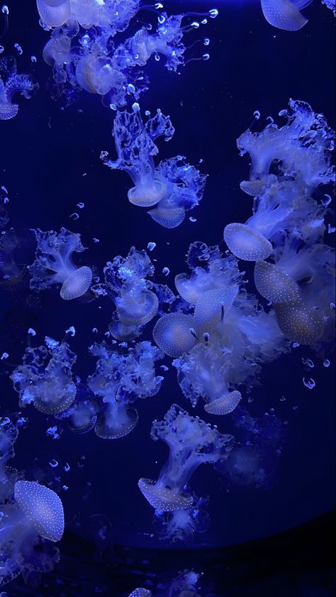 Purple Blue Aesthetic, Wallpaper Jellyfish, Page Wallpaper, Ocean Purple, Jellyfish Pictures, Jellyfish Wallpaper, Wallpapers Ipad, Blue Jellyfish, Jellyfish Art