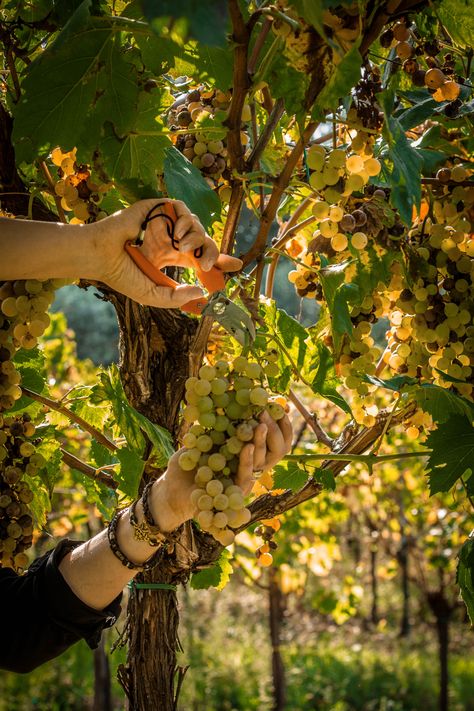 Grape Vine Photography, Wine Photo, Wine Garden, White Grapes, Grape Harvest, Wine Map, Winery Tasting Room, Grape Harvesting, Wine Label Design