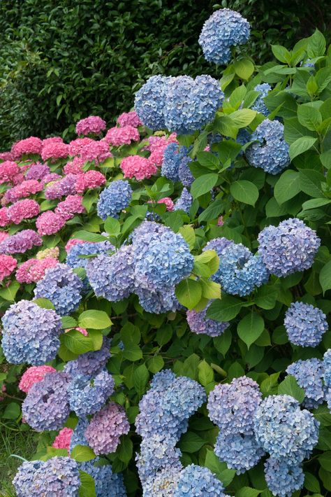 How To Grow Hydrangeas in Your Garden - Natalie Linda Shade Loving Hydrangeas, Hillside Plants, Shade Perennial Garden, Hydrangea Shade, Best Perennials For Shade, Shade Landscaping, Shade Garden Design, Shade Shrubs, Shade Loving Perennials