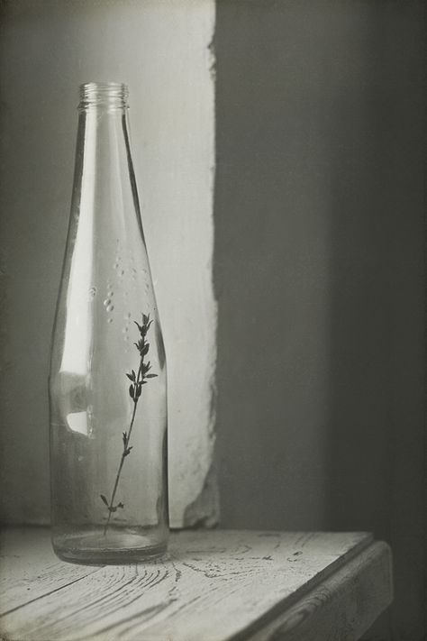 Simplicity Photography, Irving Penn, Glass Photography, Still Life Photos, Foto Art, Trik Fotografi, Still Life Art, Life Photo, Photoshop Design