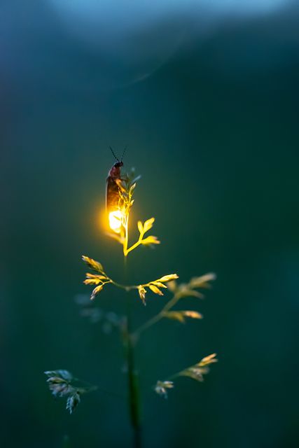 Firefly Photography, Macro Fotografia, Crazy Nature, Quotes Light, Crafts Animals, Aesthetic Forest, Chasing Fireflies, Animals Pictures, Beautiful Bugs