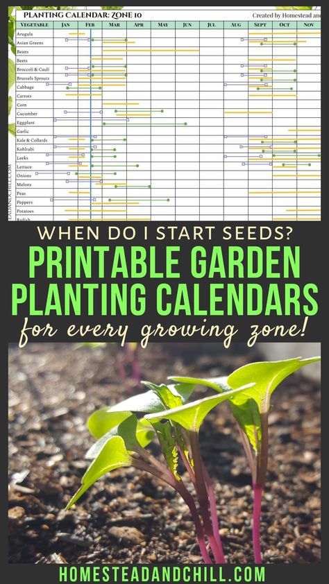 Not sure when to start seeds? Use our printable garden planting calendars as a visual guide for when to start seeds indoors, transplant seedlings outside, or direct sow seeds outdoors - for over a dozen different vegetables, and every USDA hardiness zone! #seedstarting #plantingcalendar #plantingschedule #gardentips #gardening #garden #seeds #homestead Seed Planting Calendar, Planting Seeds Outdoors, When To Start Seeds Indoors, Seed Starting Calendar, When To Start Seeds, Planting Flowers From Seeds, When To Plant Seeds, Planting Dates, Planting Seeds Indoors