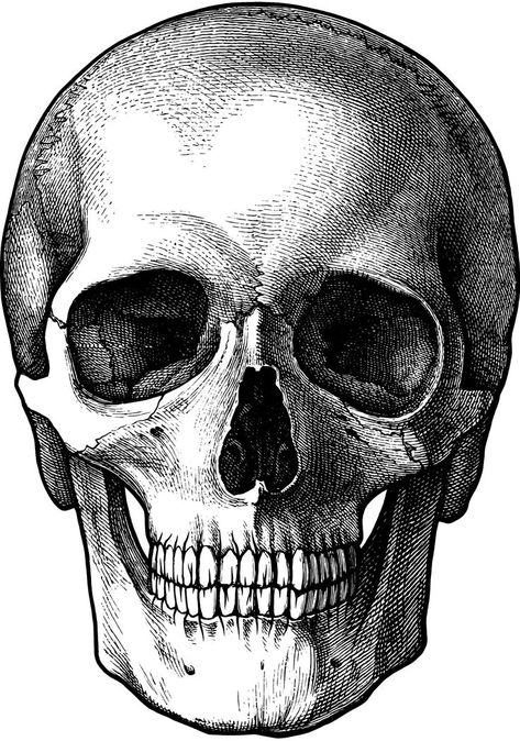 Artist Corner, Skull Drawings, Skull Reference, Skull Rug, Skull Sketch, Perfect Tattoo, Skull Art Drawing, 얼굴 드로잉, Skulls Drawing