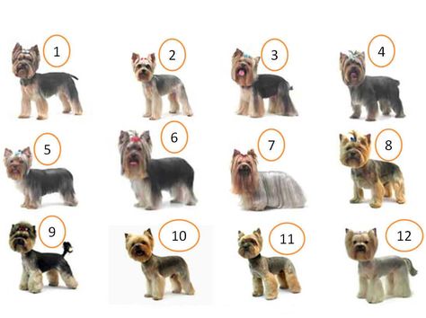 Yorkshire Terrier Grooming, Yorkie Cuts, Chien Yorkshire Terrier, Yorkie Hairstyles, Ras Anjing, Yorkie Haircuts, Yorkshire Terrier Teacup, Yorkshire Terrier Haircut, Dog Grooming Styles