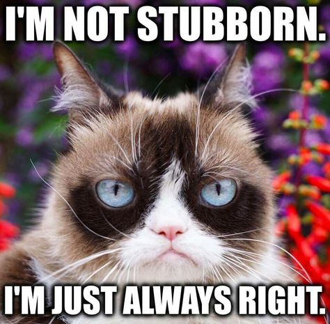 Grumpy Cat Meme, Grumpy Cat Quotes, Cat Humor, Cat Jokes, Cute Animal Memes, Meme Comics, Grumpy Cat Humor, Cat Quotes Funny, Memes Humor