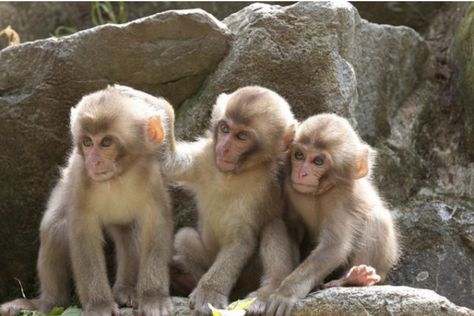 3 Friends Funny Pictures, Elder Sister And Younger Brother, 3 Best Friends Pictures, Sister And Younger Brother, Jigokudani Monkey Park, Nagano Prefecture, Three Animals, Monkey Species, Monkey Memes