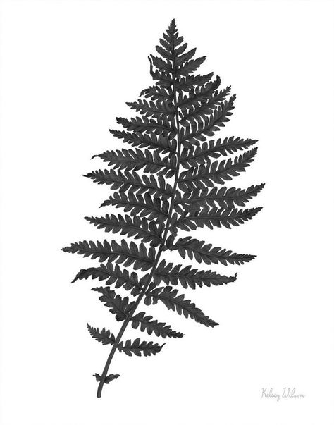 Neutral Fern Black II Wall Art by Kelsey Wilson from Great BIG Canvas. Boston Fern Tattoo, Fern Line Drawing, Wine Package, Fern Art, Fern Prints, Fern Design, Fern Tattoo, Fine Photography, Word Wall Art