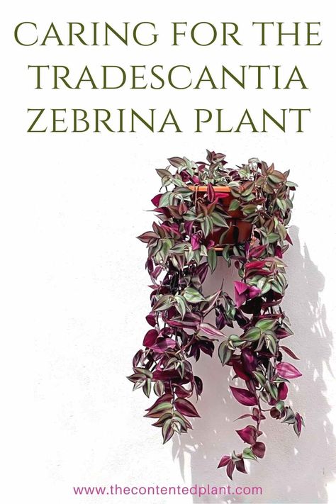 Tradescantia Zebrina Care, Inch Plant Care, Zebrina Tradescantia, Vining House Plants, Wandering Jew Plant Care, Zebrina Plant, Indoor Plants Ideas Decor, Tradescantia Plant, Hanging Plant Indoor