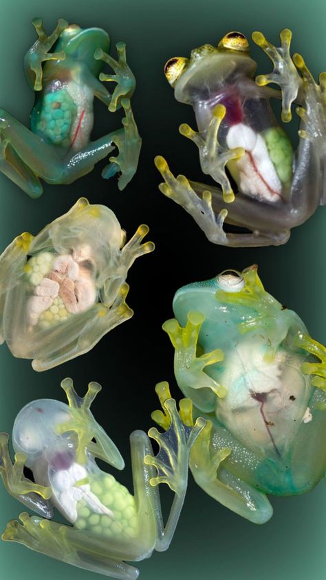 Glass Frogs, Arte Occulta, Pretty Animals, Ap Art, Jolie Photo, Funky Art, Art Reference Photos, Frogs, Beautiful Creatures