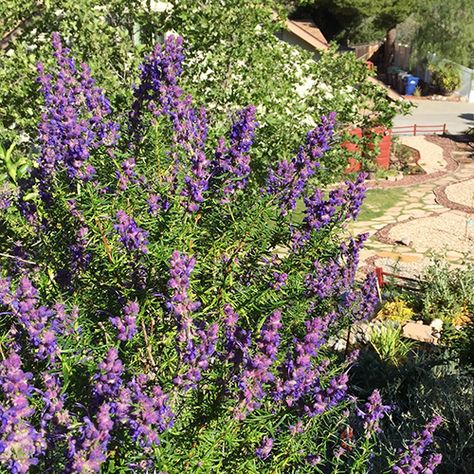 5 Must-Have Native Plants for the Southern California Garden - FineGardening Southern California Native Garden, Southern California Garden, California English, Mariposa Lily, California Native Garden, Small Flower Gardens, California Plants, Milkweed Plant, Porch Plants