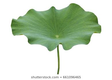 Lotus Leaf Images, Stock Photos & Vectors | Shutterstock Bionic Design, Lotus Tea, Chinese Folk Art, Lily Lotus, Garden Of Earthly Delights, Leaf Images, Lotus Leaves, Lotus Leaf, Water Lily