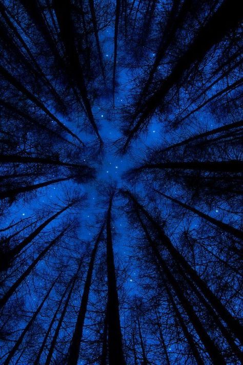 Looking up at the night sky & trees Tipografi 3d, Alam Yang Indah, Foto Inspiration, Book Photography, Night Photography, The Words, Beautiful World, Night Skies, Mother Nature