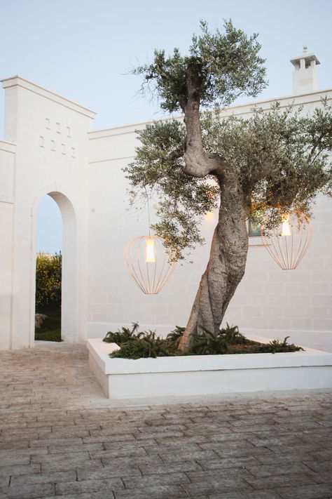 Romantic Hotel Rooms, Landscaping Projects, Puglia Italy, Mediterranean Garden, Olive Tree, Outdoor Design, Puglia, Backyard Landscaping, Exterior Design